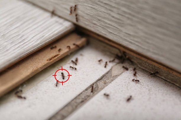 Best Flea Control Services  in Warren, MI